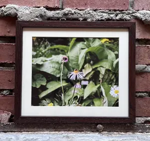 Framed Photography | Baby Bumblebee