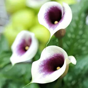 Calla Lily 'Picasso' Zantedeschia (3 Pack) Plant Bulbs - White & Purple Flowering Blooms, Professionally Grown Gardening Bulbs