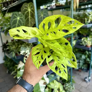 Monstera adansonii neon - Neon Madonna - 4” pot
