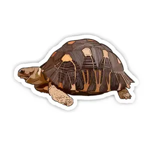 Radiated Tortoise Sticker