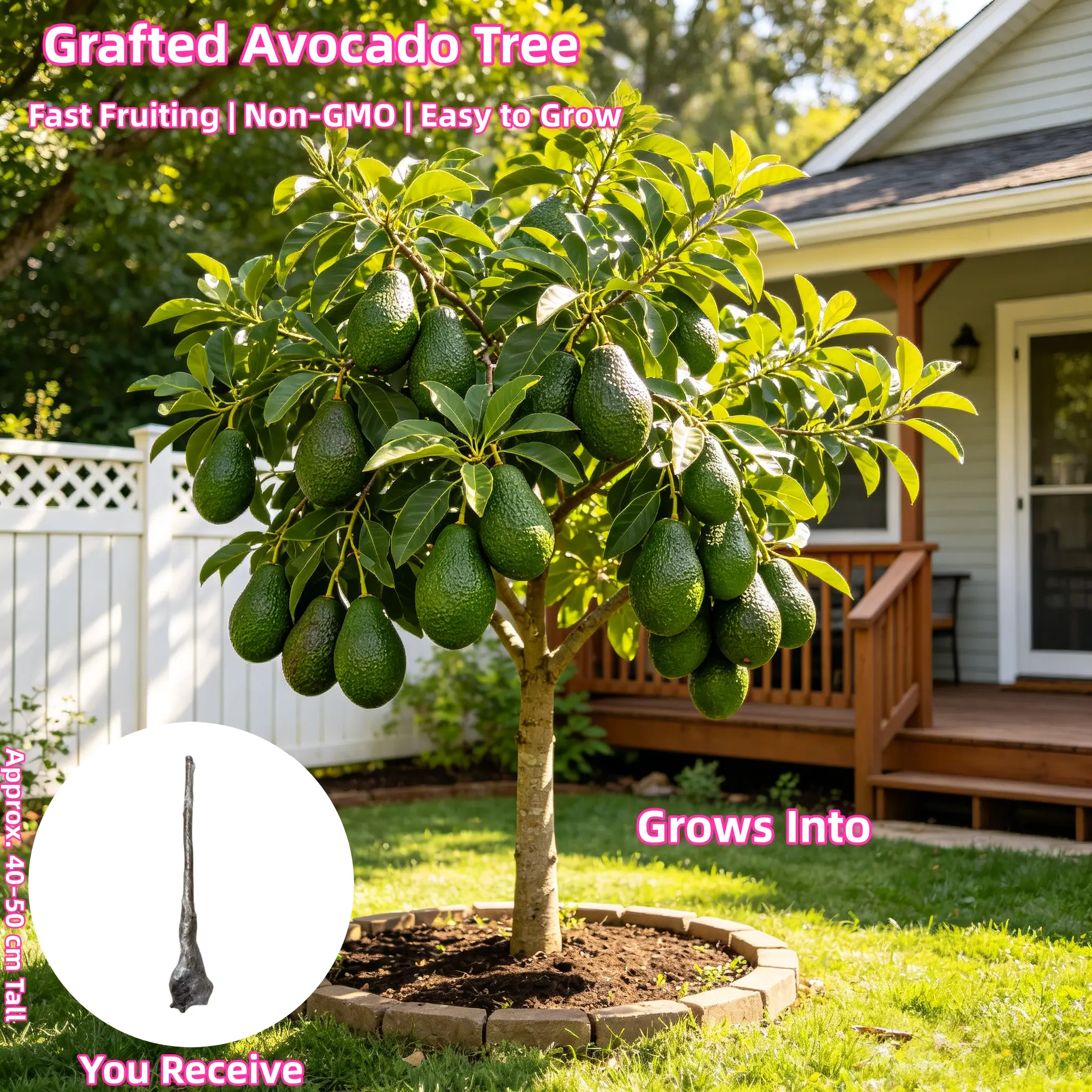 Avocado Tree 16-20in Tall - Live Fruit Tree Seedling for Outdoor Garden Planting