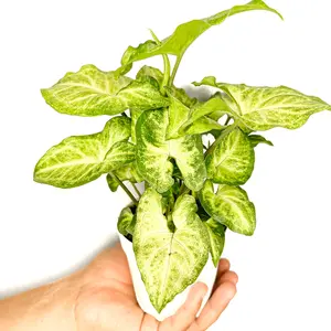 4" Syngonium White Butterfly, Arrowhead Plant, Live Houseplant, Indoor Plant