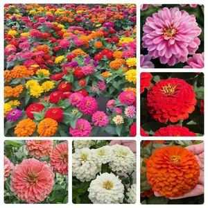 Zinnia Seeds for 2026 - California Giant Mix - 1000Pcs Plant Wildflower Blooms Bulk Seeds for Planting Flowers Outside - Pollinator Gardens
