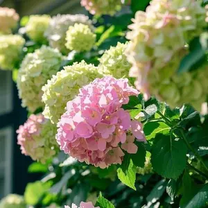 200 Pcs Hydrangea Seeds | Mixed Color Blooms for Gorgeous Garden Displays & Floral Décor