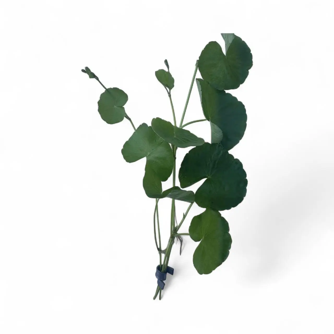 Live Hydrocotyle Pennywort Aquarium Plant – Easy Freshwater Aquatic Plant