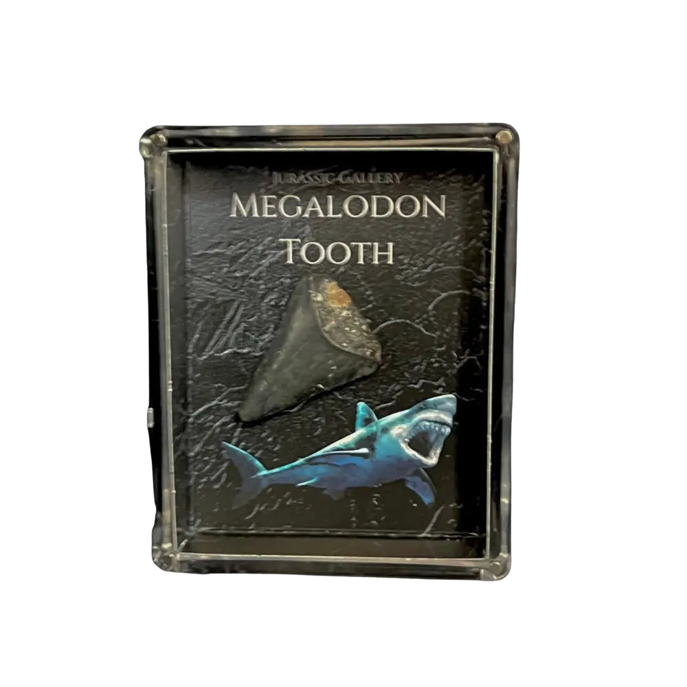 Megalodon Tooth Gift Box