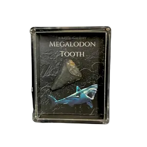 Megalodon Tooth Gift Box