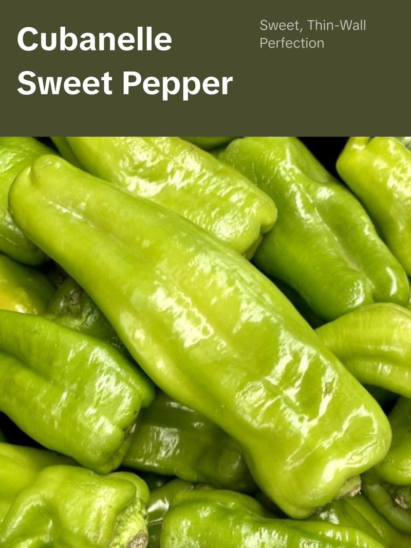 Cubanelle Sweet Pepper Seeds Organic (Capsicum annuum) – Sweet, thin-walled peppers; ideal for frying or stuffing, called Italian Frying Pepper.