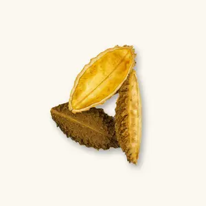 Natural Pente de Onca Pods (3c) by Betta Botanicals for Shrimp Tanks & Blackwater Aquariums