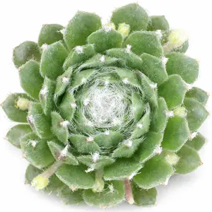 Sempervivum ‘Kramer's Spinrad’