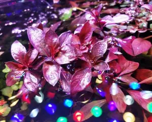 BUY 2 GET 1 FREE Ludwigia 'Dark Red'-Easy Live Aquarium Pond Aquatic Plant
