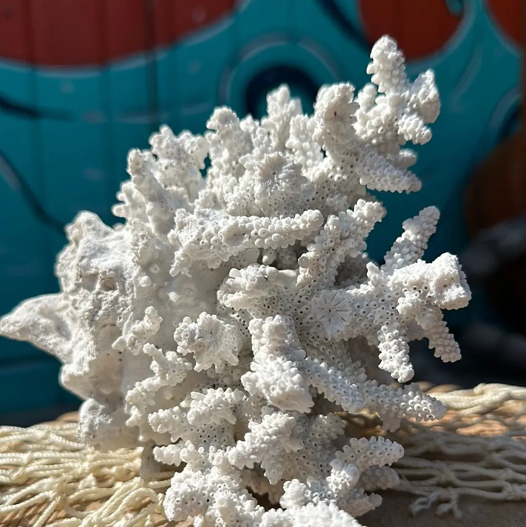 Vintage White Branching Finger Coral Specimen - Coastal Home Decor