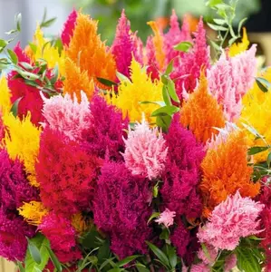 200+ Celosia Seeds - Mixed Color Pampas Plume- Made in USA - Celosia Seeds