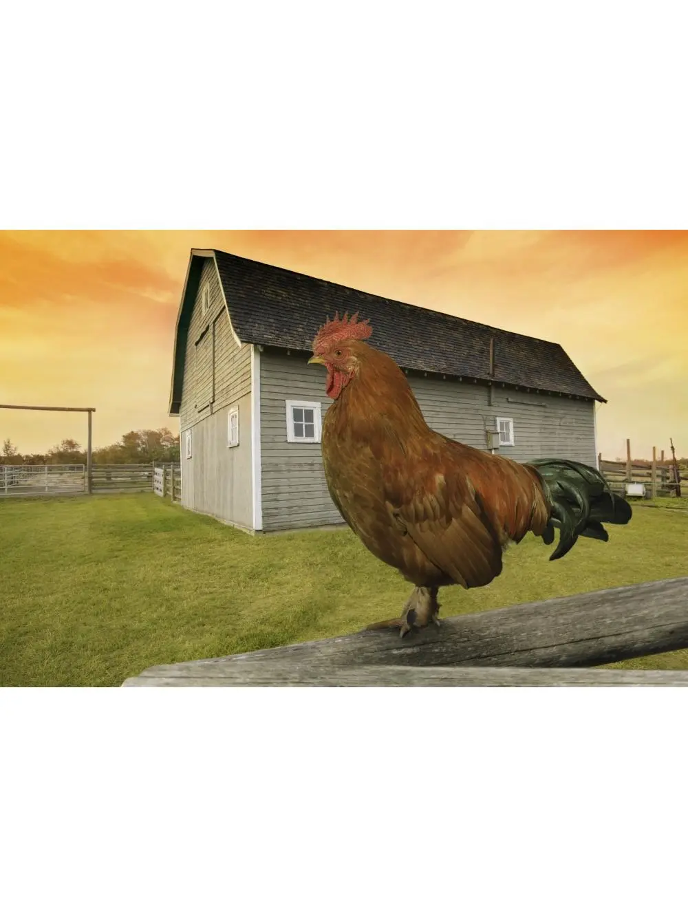 Rooster Poster Print by Don Hammond, 17 x 11