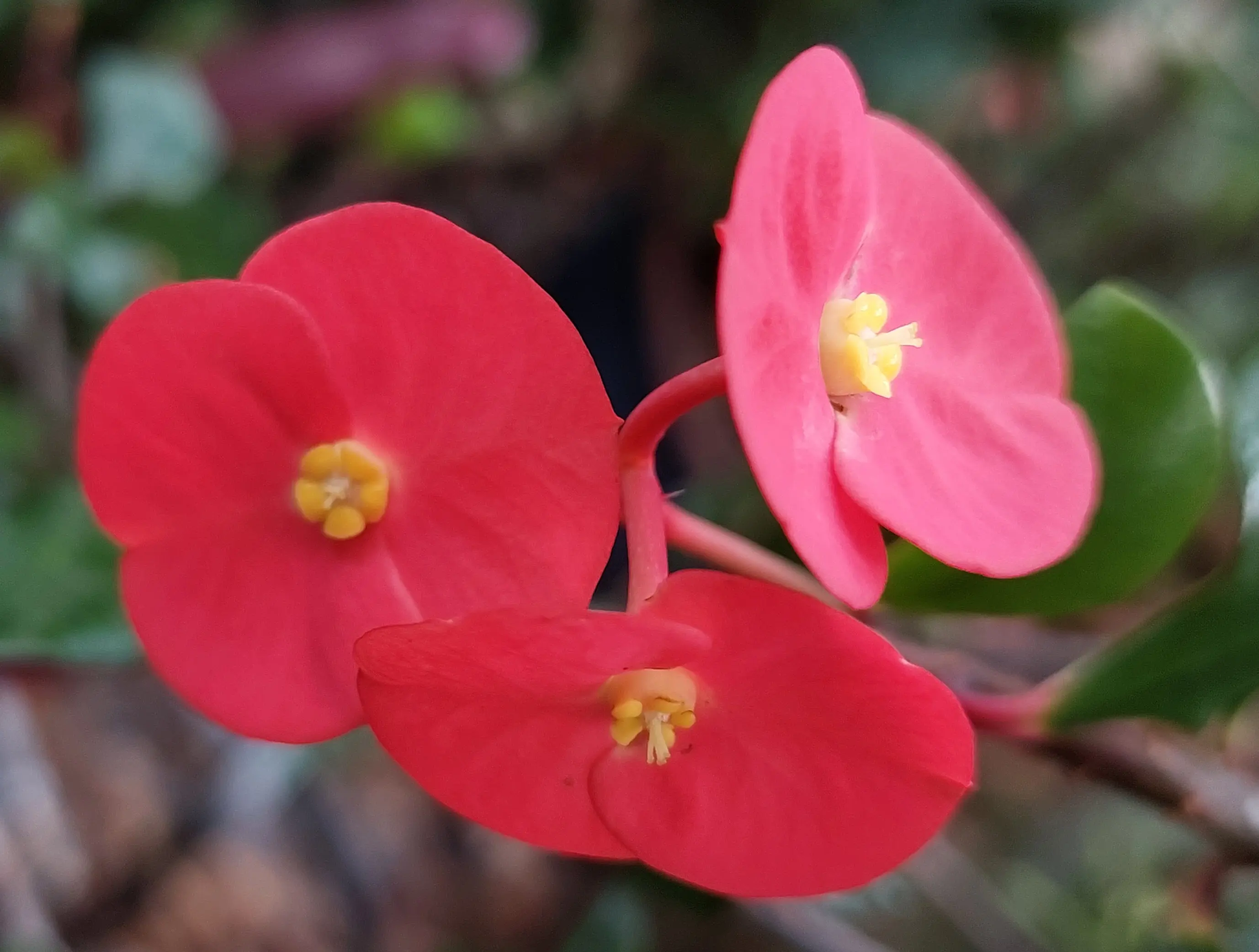 Euphorbia Geroldii Thornless Crown of Thorns 10" CUTTING - EUPHORBIA MILII - Corona de Christo Thai Hybrid  Cactus.