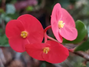Euphorbia Geroldii Thornless Crown of Thorns 10" CUTTING - EUPHORBIA MILII - Corona de Christo Thai Hybrid  Cactus.