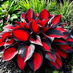 1000 Hosta Seeds – Beautiful Foliage Plants for Any Shaded Area