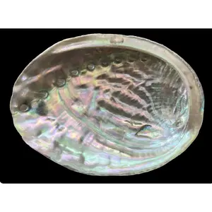 Abalone Shell (1pc)