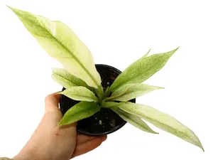 Philodendron 'Ring of Fire' Mint 4" Potted Live Plant - Philodendron hybrid - Rare Mint Variegation - Jagged Sawtooth Leaves - Collector's Aroid - Unique Pastel Foliage - Exotic Climbing Plant - Statement Houseplant - Low Maintenance