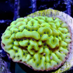 ASD Rainbow Phoenix Montipora