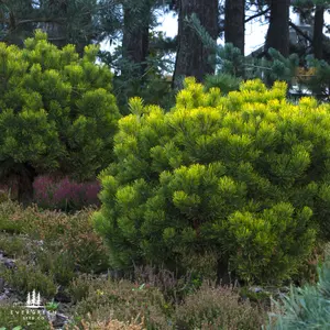 Mugo Pine Tree Seeds (Pinus mugo)