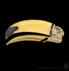 Faux Toucan Skull