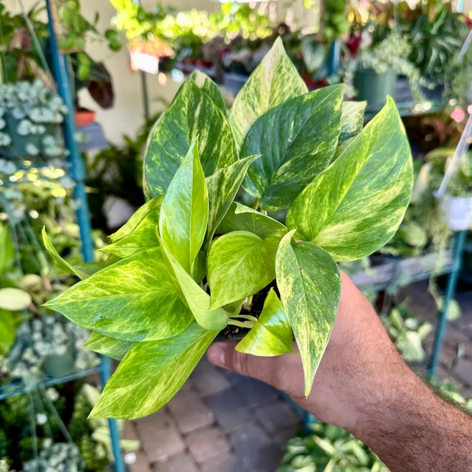 Neon Queen Pothos - 8” pot - indoor, easy care, houseplant
