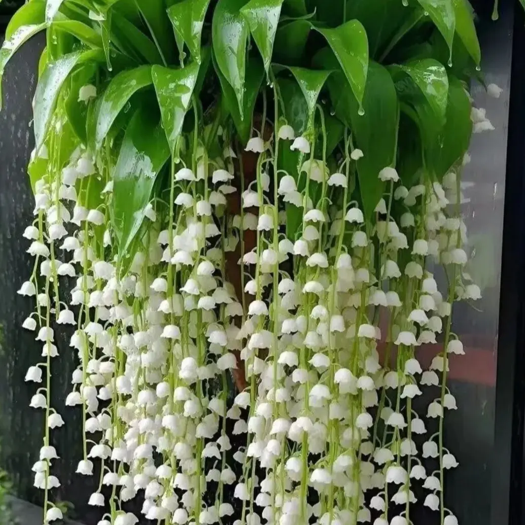 1000 Pcs Heat & Cold Tolerant Lily of the Valley Flower Seeds for Potted  Plants  Ideal for Indoor/Outdoor Gardens - TikTok Shop