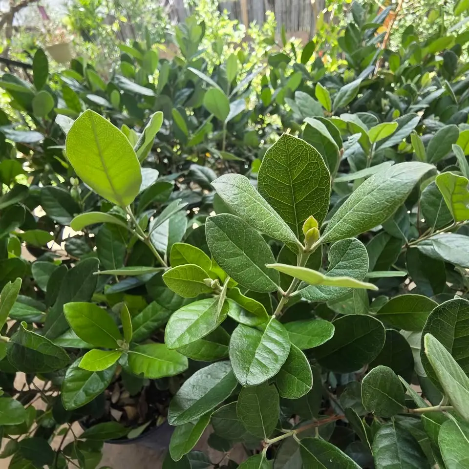 Pineapple Guava (Feijoa) Live Fruit Tree | Edible & Evergreen