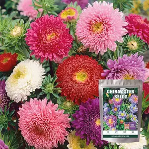 600 China Aster Seeds for Planting - Heirloom & Untreated - Grow a Butterfly Garden with a Mixture of Colorful Cut Flowers to Pair with Zinnias (1 Pack)