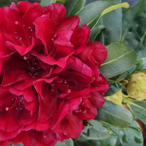 Blood Moon Rhododendron