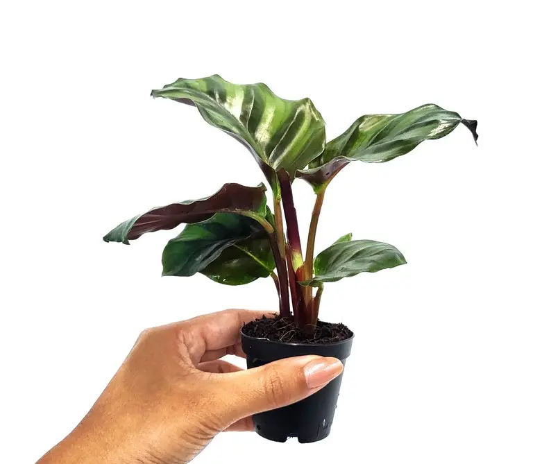 Calathea Fasciata : Indoor Plants - Easy Care Houseplant - Starter Plant ,Live Indoor, Easy to Grow - Beginner Plant- 2" Pot inches