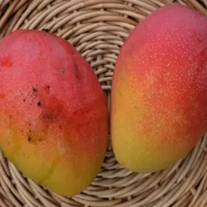 Fruit Punch mango tree GRAFTED 2-4 Ft Tall.Ship To CA&PR. Actual Photos
