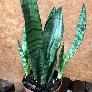 Sansevieria Trifasciata Zeylanica Snake Plant