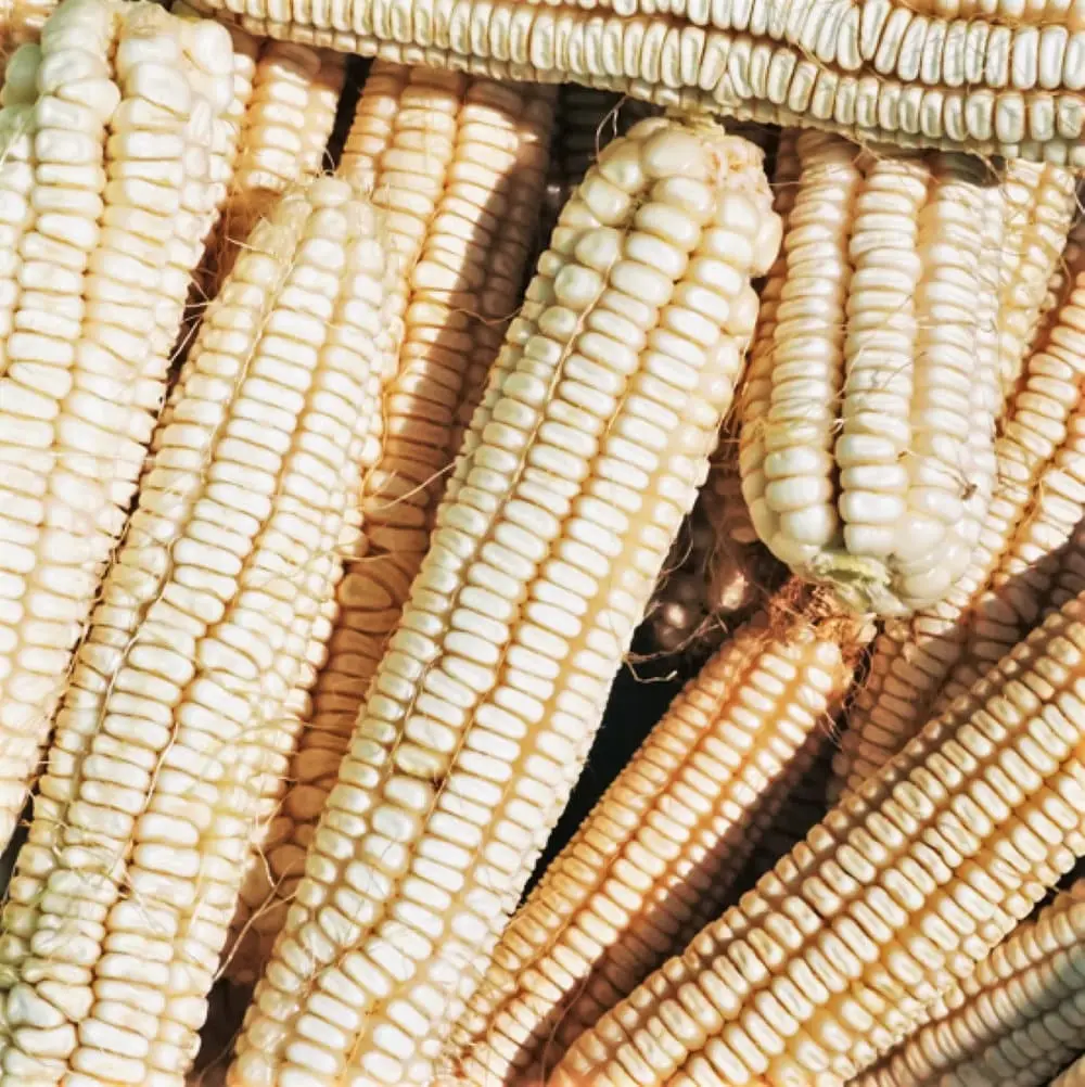 TomorrowSeeds - White Silver King Dent Corn Seeds -  Open Pollinated Field Flint Grinding Parching Silage Feed Meal Cover Crop Seed 2024 Season