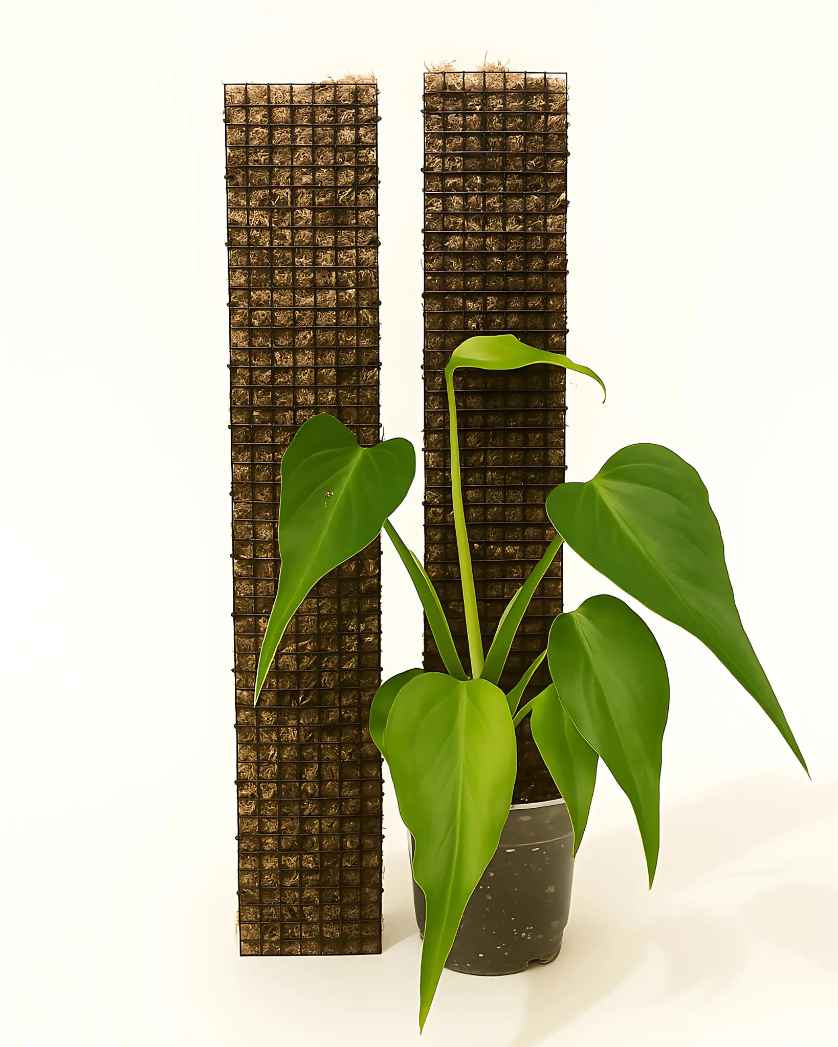 D-Shape Moss Poles for Climbing Plants – Premium, Handmade Support for Vertical Growth