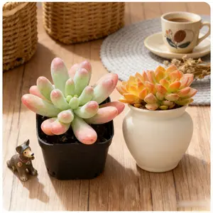 4 inch "Moonlight & Sunshine" Succulent Golden Glow Sedum Warm Tones Ultimate Color Contrast Duo for New Plant Lovers