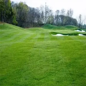 Ideal for Golf Courses: 400,000 Seeds for a Quick, Dense Carpet Lawn that Withstands Every Season. Ideal for Golf Courses: 400,000 Seeds for a Quick, Dense Carpet Lawn that Withstands Every Season.