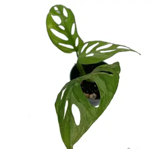 Monstera adansonii indonesia variegated