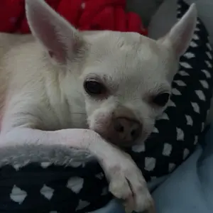 NEW 2 in 1 Professional LED Pet Nail Clipper and Nail File - With LED Light to Avoid Over- Cutting Nails, for Pet with the light Nails, Easy & Safe Essential Pet Care Supply