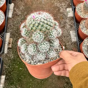 Mammillaria Bombycina 6 inch pot Cactus Plant