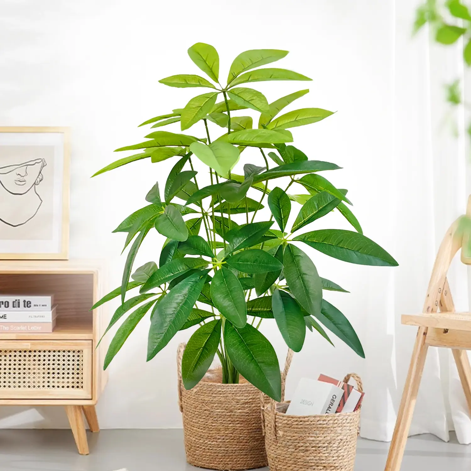 swiss cheese monstera plant Swiss Cheese Monstera (Adansonii) – Hey Rooted