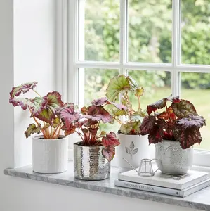 Begonia Rex 4-Pack Variety