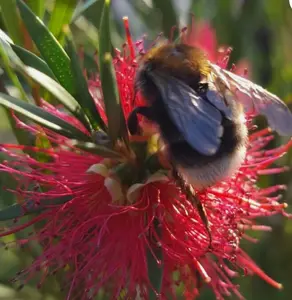 Callistemon rigidus | Red Cluster Bottlebrush Tree | Clemson Hardy | 50_Seeds