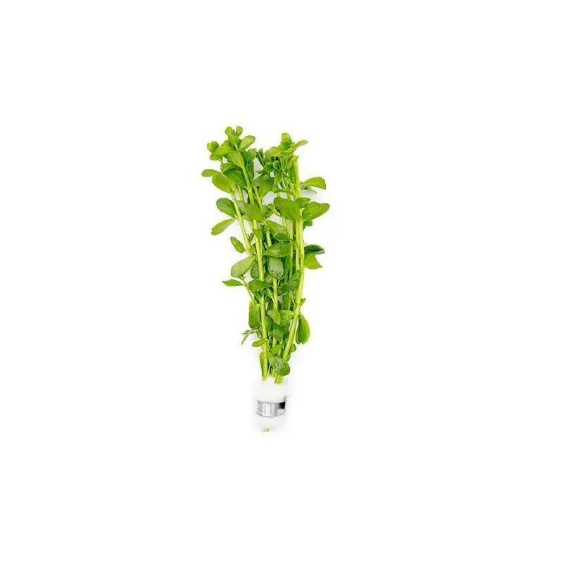 Bacopa Monnieri Bacopa Monnieri