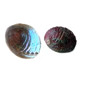 Natural Abalone Smudge Shell