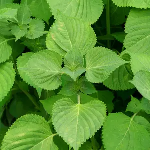 Green Perilla Seeds 'Ip' (Perilla frutescens) – Aromatic Korean Herb with Serrated Leaves – Great for Wraps, Pickling & Herbal Cooking