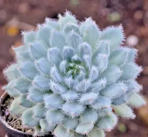 Echeveria "SETOSA" rare succulent flower hen and chicks plant seed -50 SEEDS