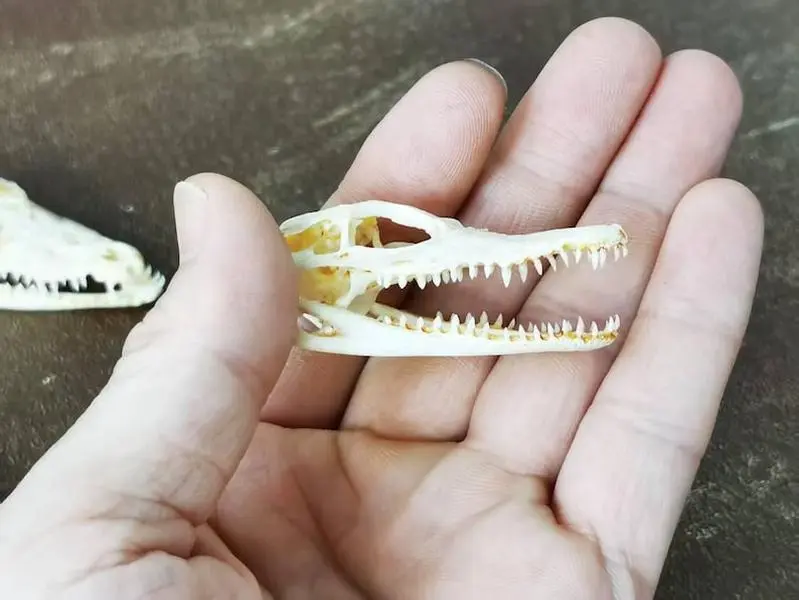 Mini Real Alligator Skull (5–10 cm) – Cleaned Bone Curio for Display & Education