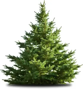 50 White Pine Tree Seeds